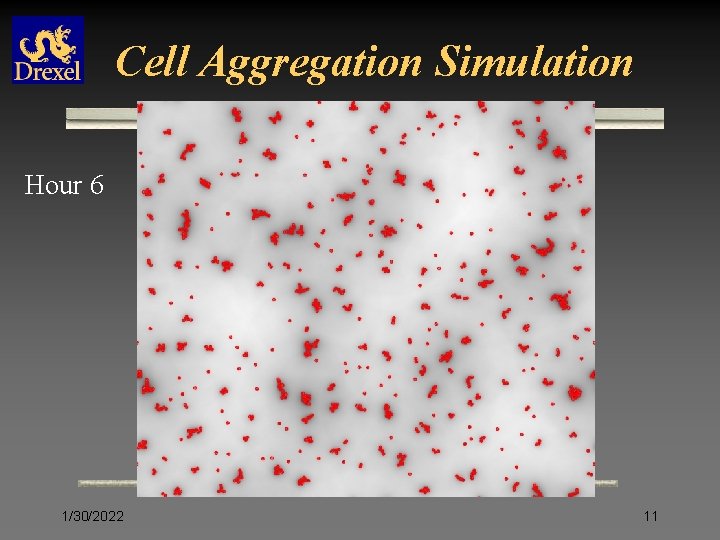Cell Aggregation Simulation Hour 6 1/30/2022 11 