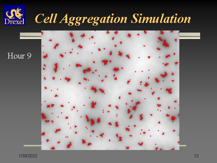 Cell Aggregation Simulation Hour 9 1/30/2022 12 