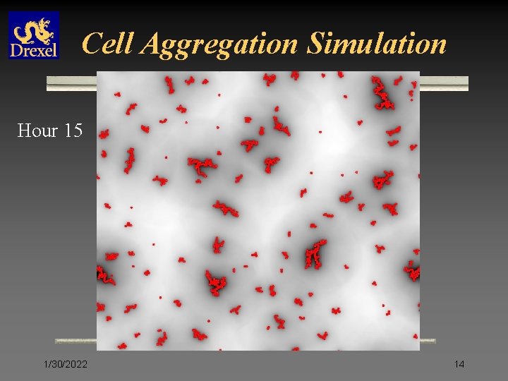 Cell Aggregation Simulation Hour 15 1/30/2022 14 