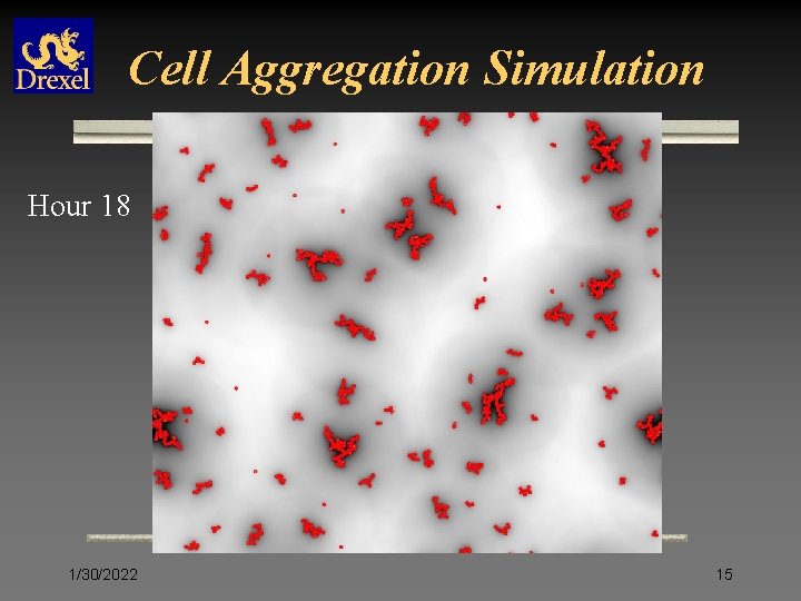 Cell Aggregation Simulation Hour 18 1/30/2022 15 