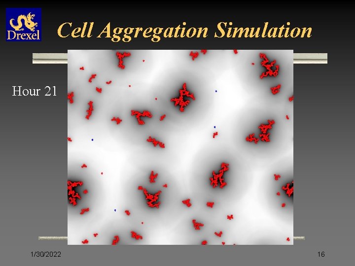 Cell Aggregation Simulation Hour 21 1/30/2022 16 