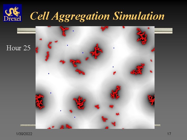 Cell Aggregation Simulation Hour 25 1/30/2022 17 