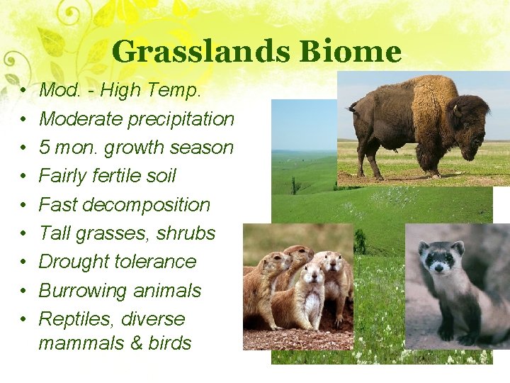 Grasslands Biome • • • Mod. - High Temp. Moderate precipitation 5 mon. growth