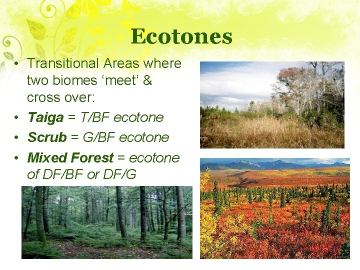 Ecotones • Transitional Areas where two biomes ‘meet’ & cross over: • Taiga =