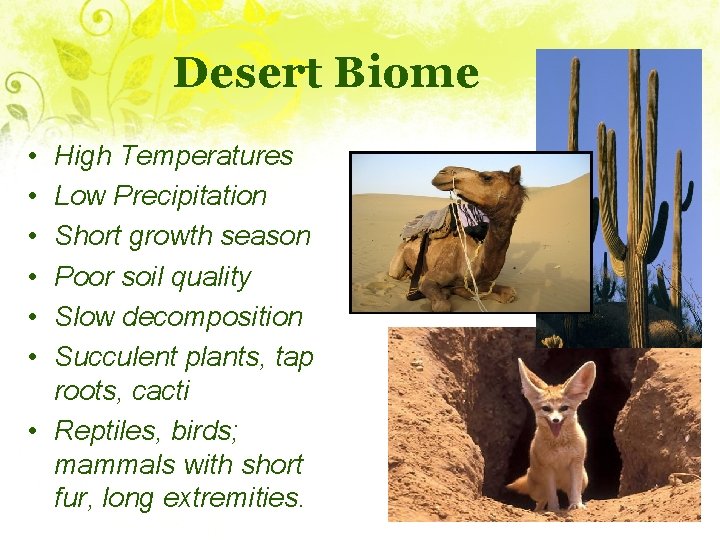 Desert Biome • • • High Temperatures Low Precipitation Short growth season Poor soil