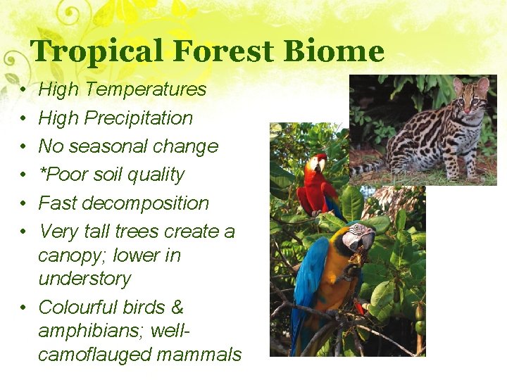 Tropical Forest Biome • • • High Temperatures High Precipitation No seasonal change *Poor
