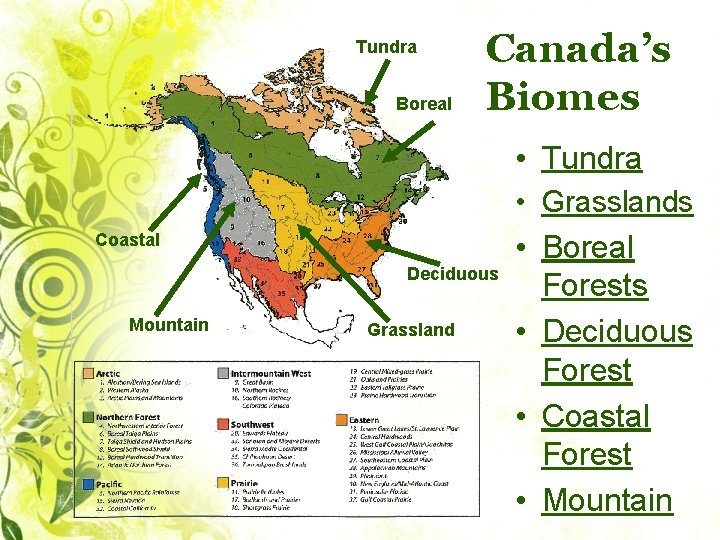 Tundra Boreal Canada’s Biomes • Tundra Coastal Deciduous Mountain Grassland • Grasslands • Boreal
