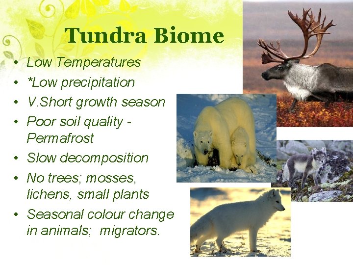 Tundra Biome • • Low Temperatures *Low precipitation V. Short growth season Poor soil