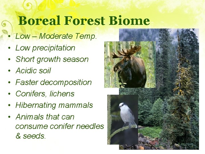 Boreal Forest Biome • • Low – Moderate Temp. Low precipitation Short growth season