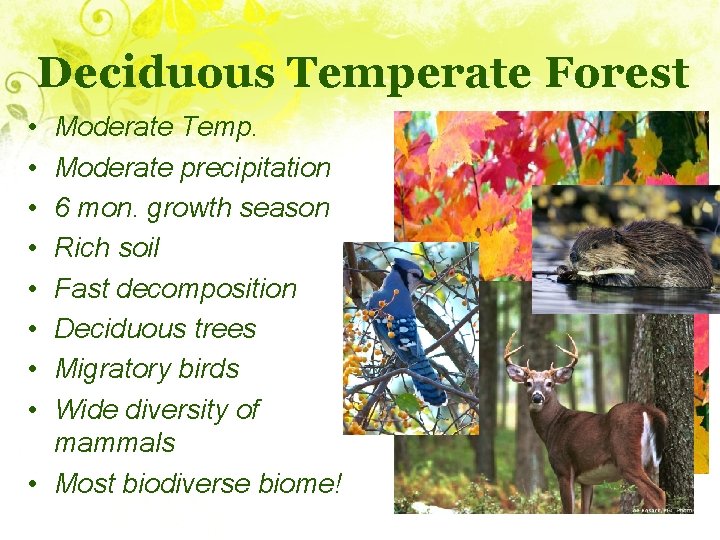 Deciduous Temperate Forest • • Moderate Temp. Moderate precipitation 6 mon. growth season Rich
