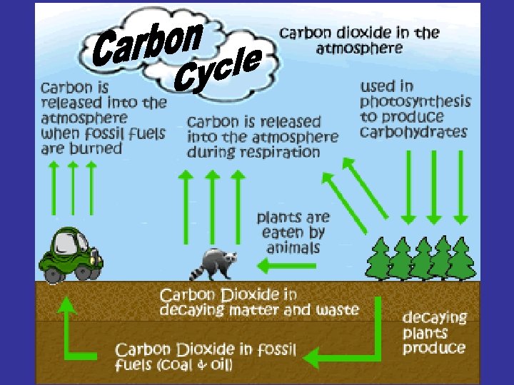 The Carbon Cycle 