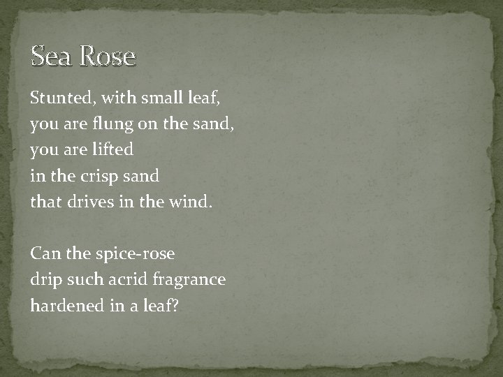 Sea Rose Stunted, with small leaf, you are flung on the sand, you are