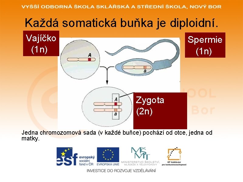 Každá somatická buňka je diploidní. Vajíčko (1 n) Spermie (1 n) Zygota (2 n)