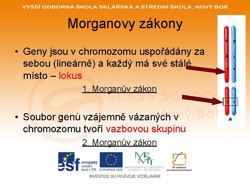 Morganovy zákony • Geny jsou v chromozomu uspořádány za sebou (lineárně) a každý má