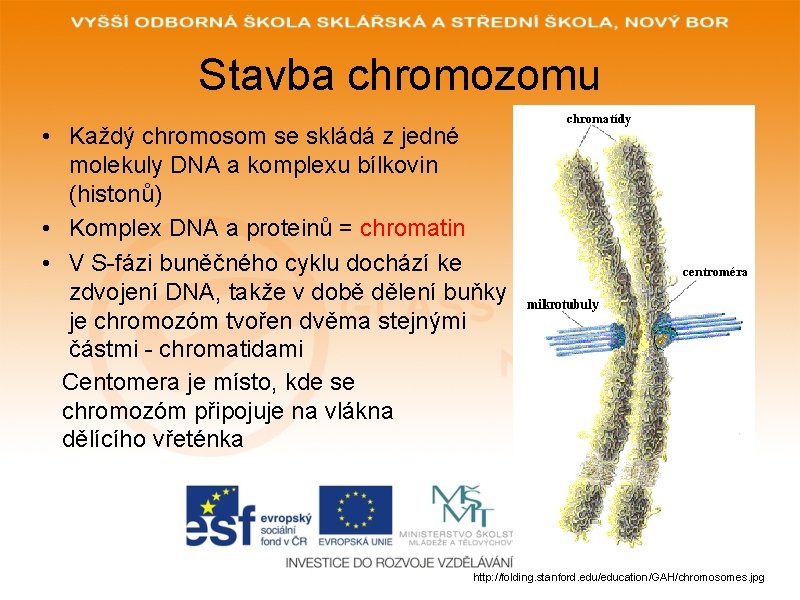 Stavba chromozomu • Každý chromosom se skládá z jedné molekuly DNA a komplexu bílkovin