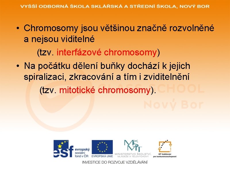  • Chromosomy jsou většinou značně rozvolněné a nejsou viditelné (tzv. interfázové chromosomy) •