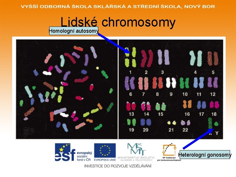 Lidské chromosomy Homologní autosomy Heterologní gonosomy 