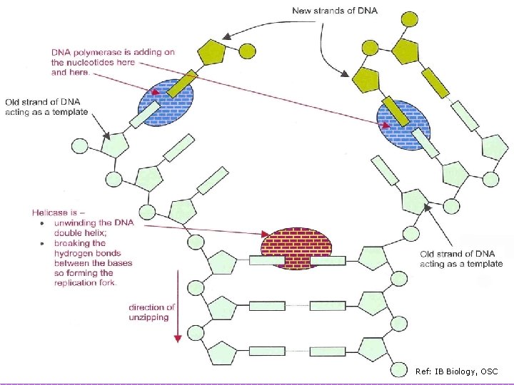 Ref: IB Biology, OSC 