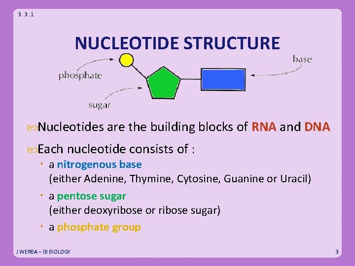 3. 3. 1 NUCLEOTIDE STRUCTURE Nucleotides are the building blocks of RNA and DNA