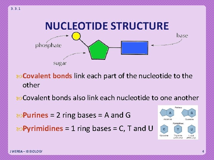 3. 3. 1 NUCLEOTIDE STRUCTURE Covalent bonds link each part of the nucleotide to