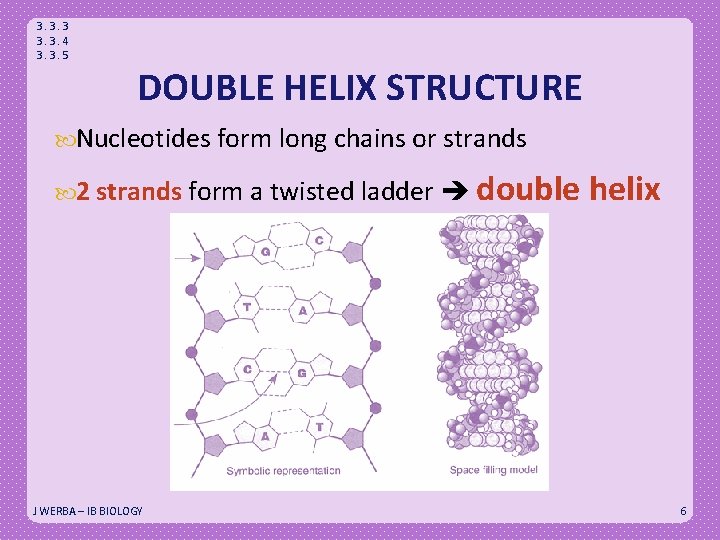 3. 3. 3. 4 3. 3. 5 DOUBLE HELIX STRUCTURE Nucleotides form long chains