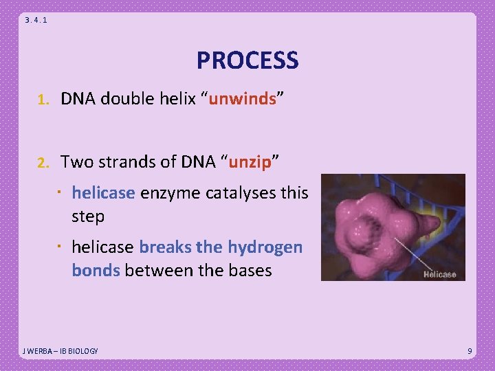 3. 4. 1 PROCESS 1. DNA double helix “unwinds” 2. Two strands of DNA