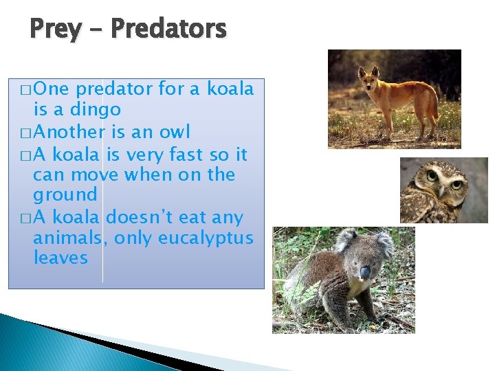 Prey – Predators � One predator for a koala is a dingo � Another