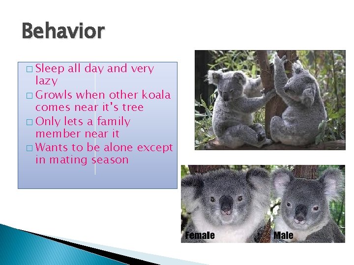 Behavior � Sleep all day and very lazy � Growls when other koala comes