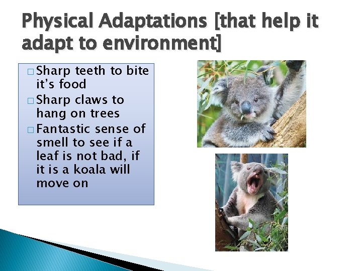 Physical Adaptations [that help it adapt to environment] � Sharp teeth to bite it’s