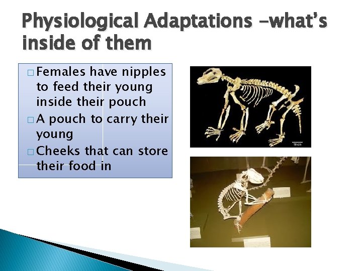 Physiological Adaptations -what’s inside of them � Females have nipples to feed their young