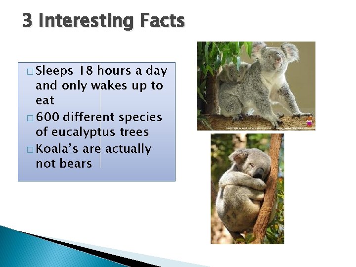 3 Interesting Facts � Sleeps 18 hours a day and only wakes up to