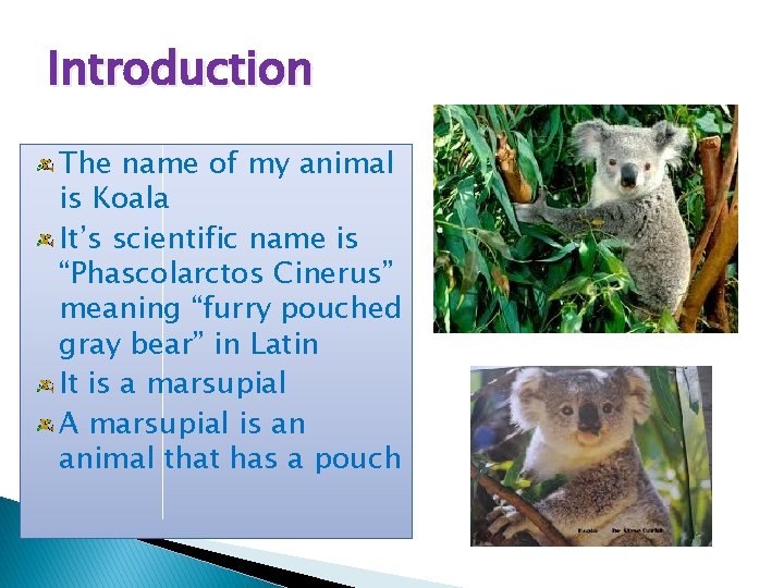 Introduction The name of my animal is Koala It’s scientific name is “Phascolarctos Cinerus”