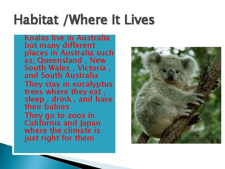 Habitat /Where It Lives � Koalas live in Australia but many different places in