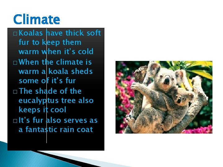 Climate � Koalas have thick soft fur to keep them warm when it’s cold