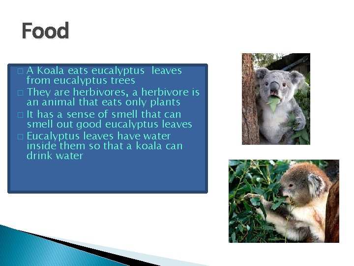 Food A Koala eats eucalyptus leaves from eucalyptus trees � They are herbivores, a