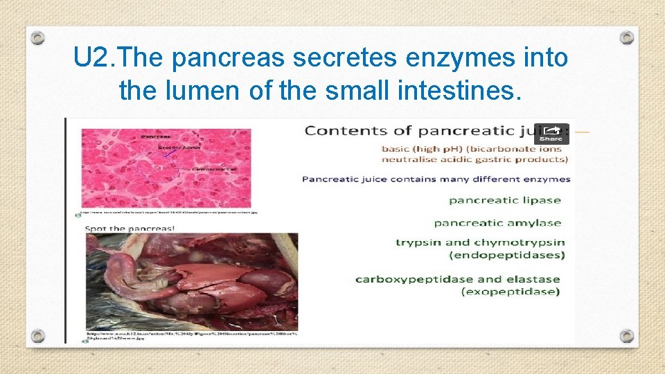 U 2. The pancreas secretes enzymes into the lumen of the small intestines. 