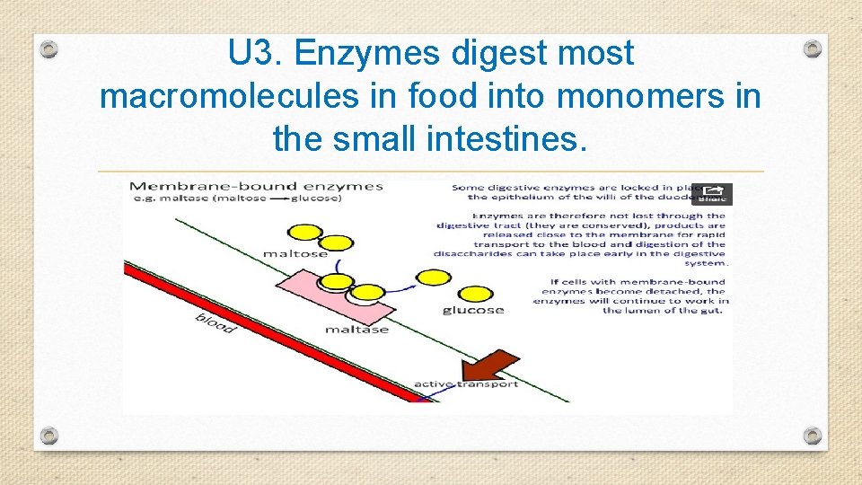 U 3. Enzymes digest most macromolecules in food into monomers in the small intestines.
