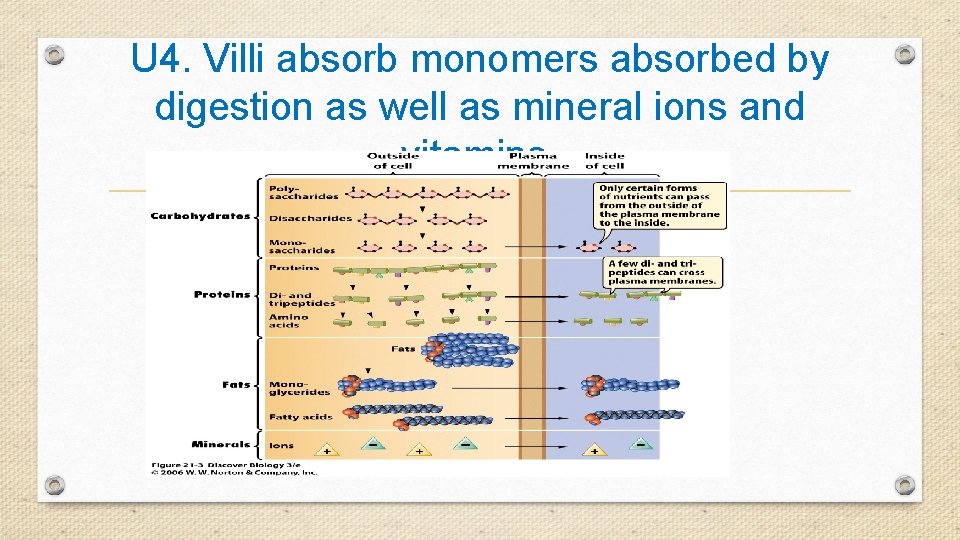 U 4. Villi absorb monomers absorbed by digestion as well as mineral ions and