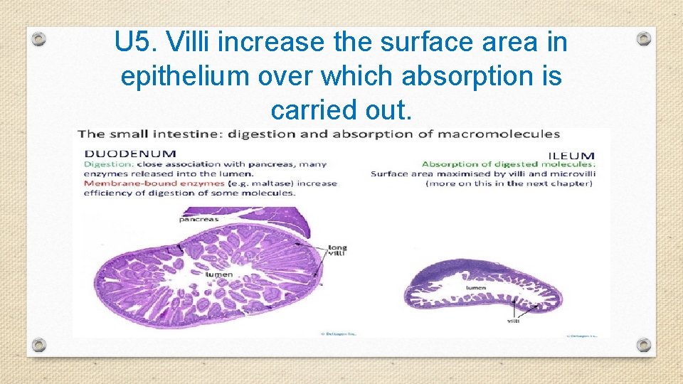U 5. Villi increase the surface area in epithelium over which absorption is carried