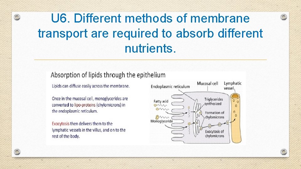 U 6. Different methods of membrane transport are required to absorb different nutrients. 