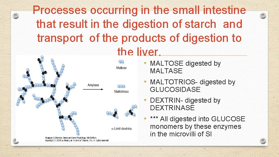 Processes occurring in the small intestine that result in the digestion of starch and