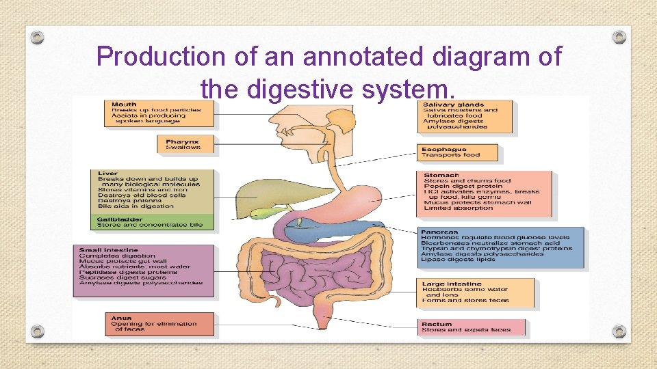 Production of an annotated diagram of the digestive system. 