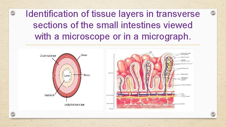 Identification of tissue layers in transverse sections of the small intestines viewed with a