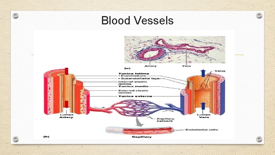 Blood Vessels 