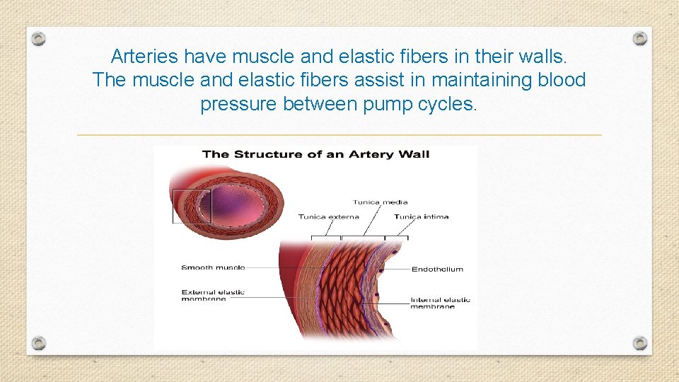 Arteries have muscle and elastic fibers in their walls. The muscle and elastic fibers