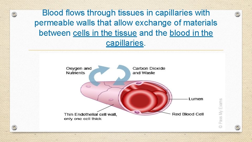 Blood flows through tissues in capillaries with permeable walls that allow exchange of materials