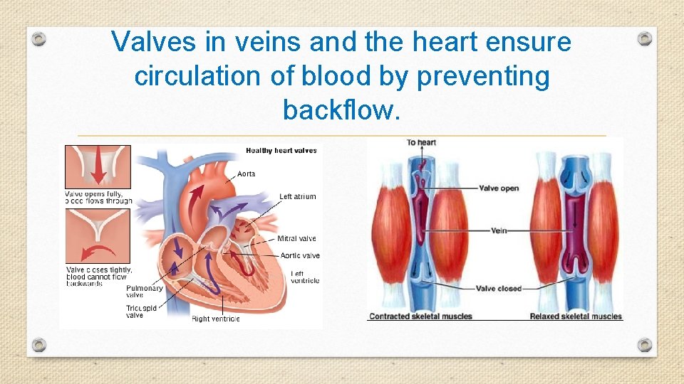 Valves in veins and the heart ensure circulation of blood by preventing backflow. 