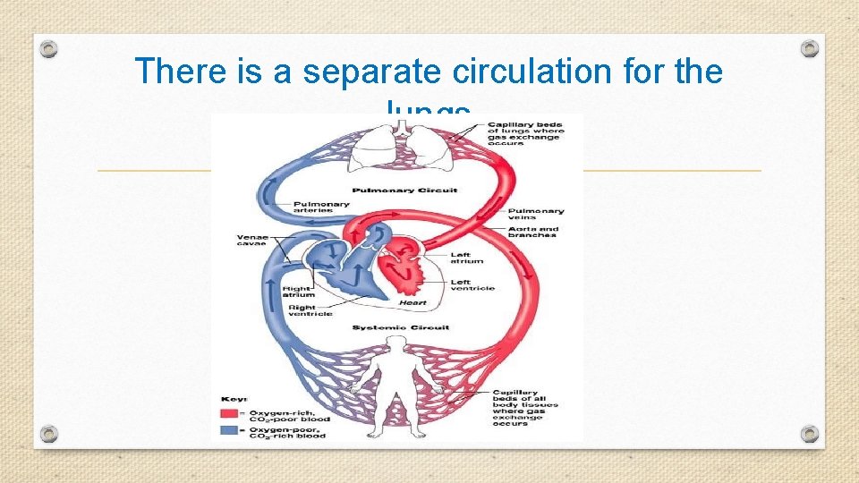There is a separate circulation for the lungs 