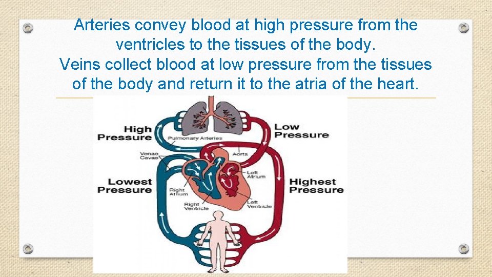 Arteries convey blood at high pressure from the ventricles to the tissues of the