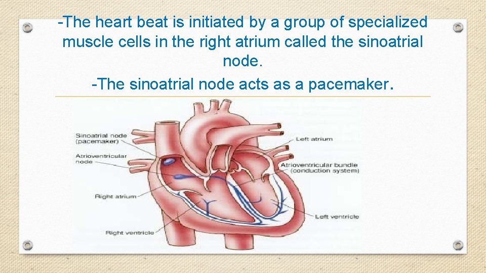 -The heart beat is initiated by a group of specialized muscle cells in the